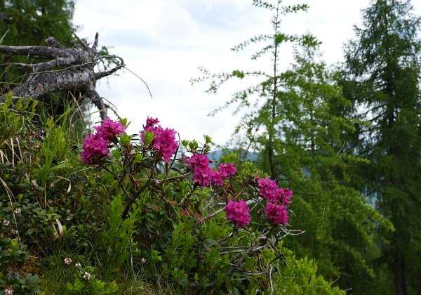 Wanderurlaub in Bad Kleinkirchheim 06_2019